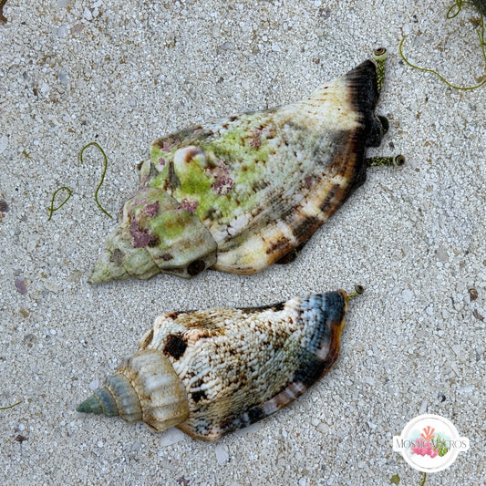 Little Bear Conch Snail | Canarium urceus