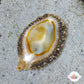 Money Cowrie Snail | Monetaria annulus