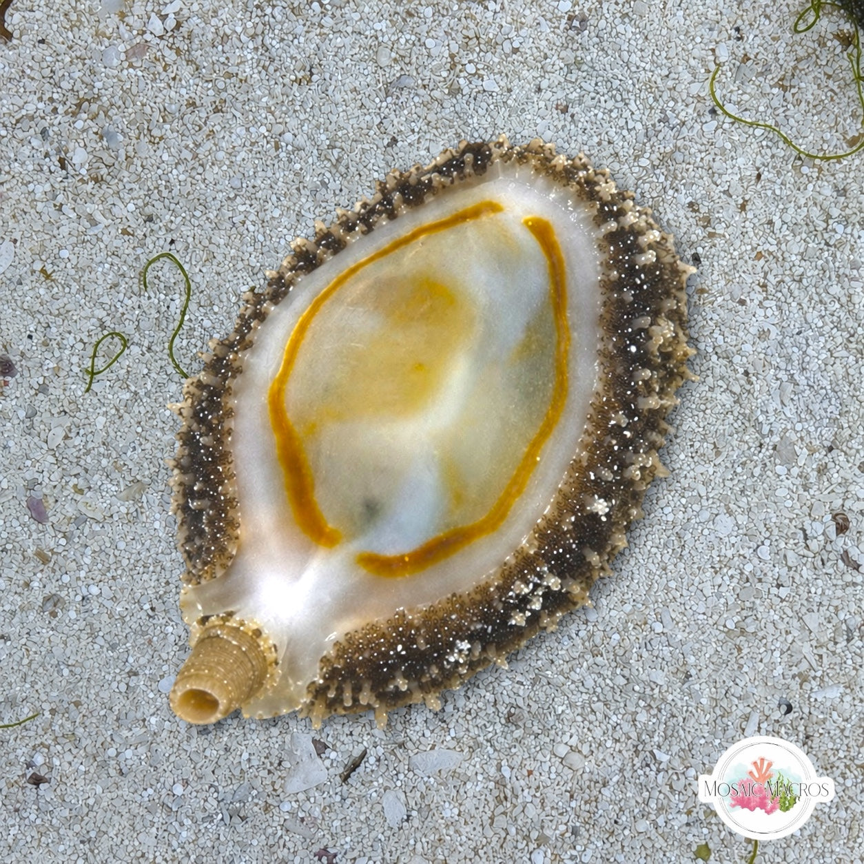 Money Cowrie Snail | Monetaria annulus