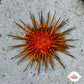 Reef Urchin | Echinometra viridis