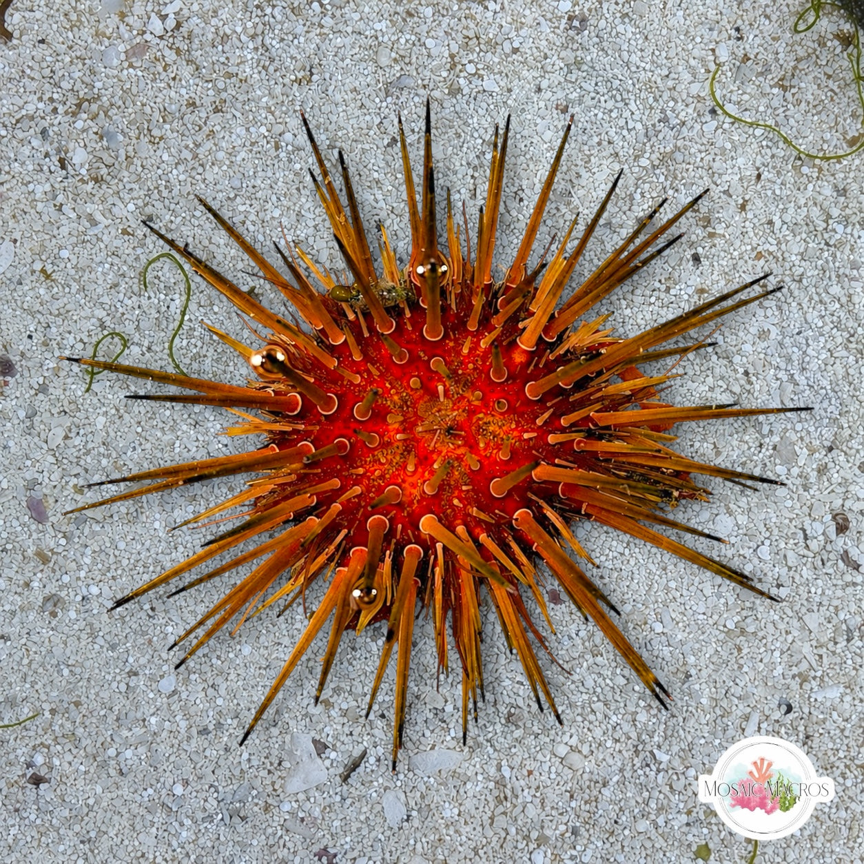 Reef Urchin | Echinometra viridis