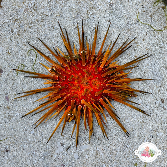 Reef Urchin | Echinometra viridis