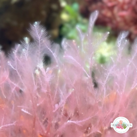 Pink Plume Weed Macroalgae | Dasya sp.