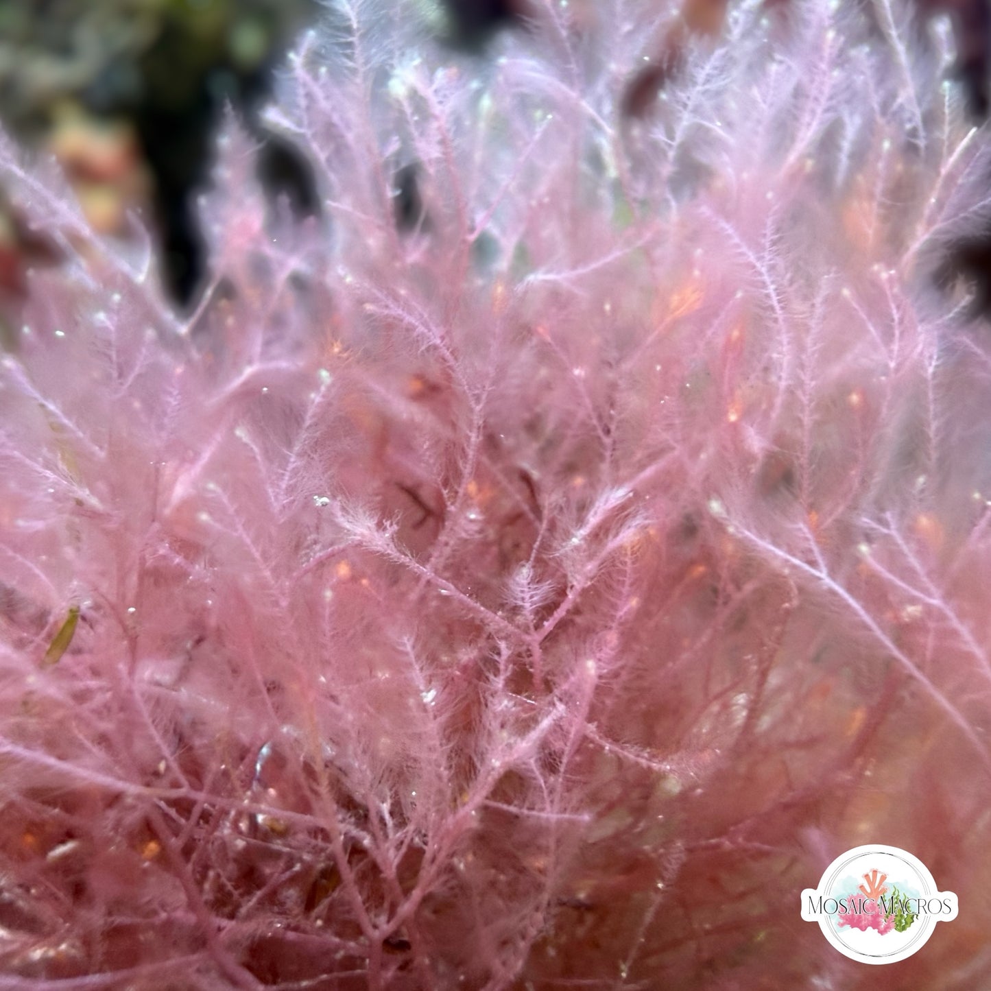Pink Plume Weed Macroalgae | Dasya sp.