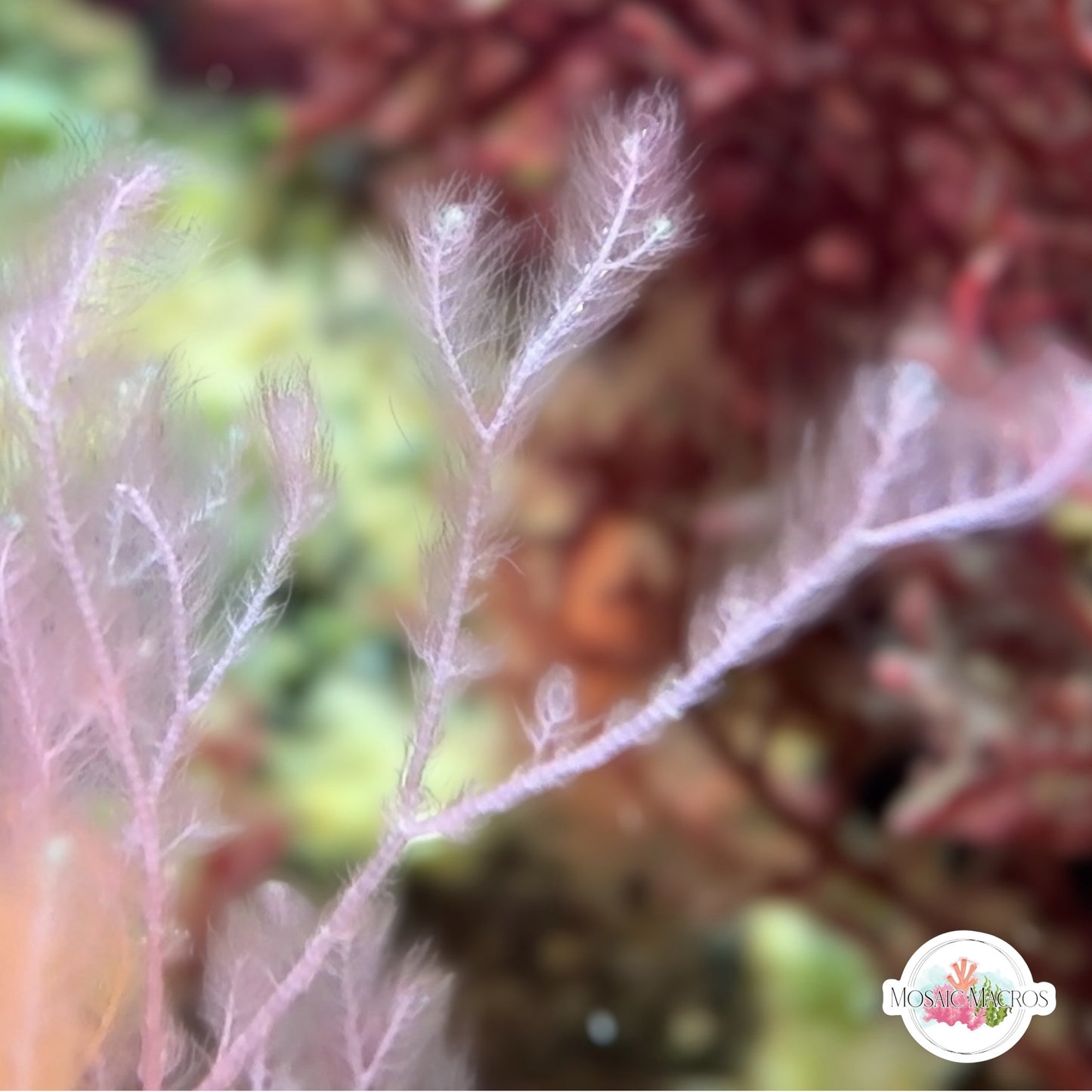 Pink Plume Weed Macroalgae | Dasya sp.