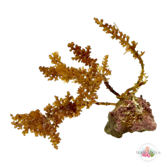 WYSWYG NANO Brown Knobby Laurencia