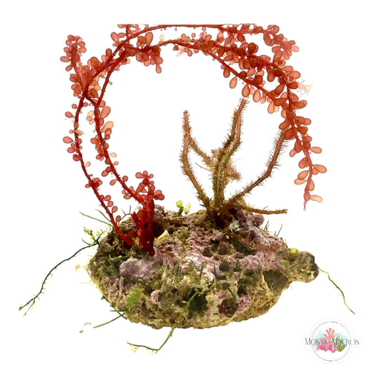 WYSWYG Caulerpa, Red Grape, & Fuzzy Antler