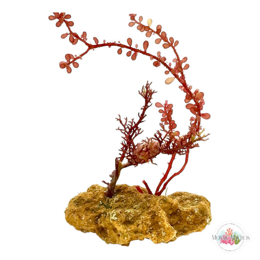 WYSWYG Red Grape & Gracilaria