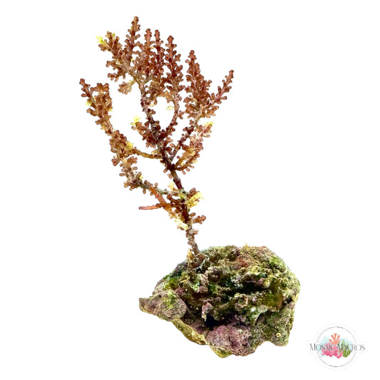 WYSWYG NANO Brown Knobby Laurencia