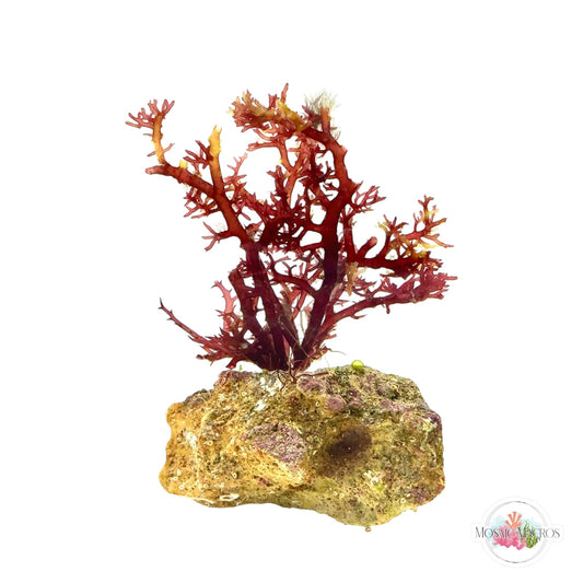 WYSWYG NANO Gracilaria