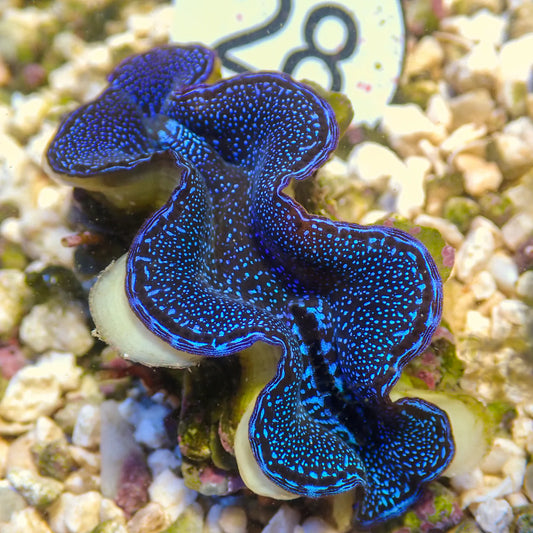 WYSWYG Blue Squamosa Clam | Tridacna squamosa