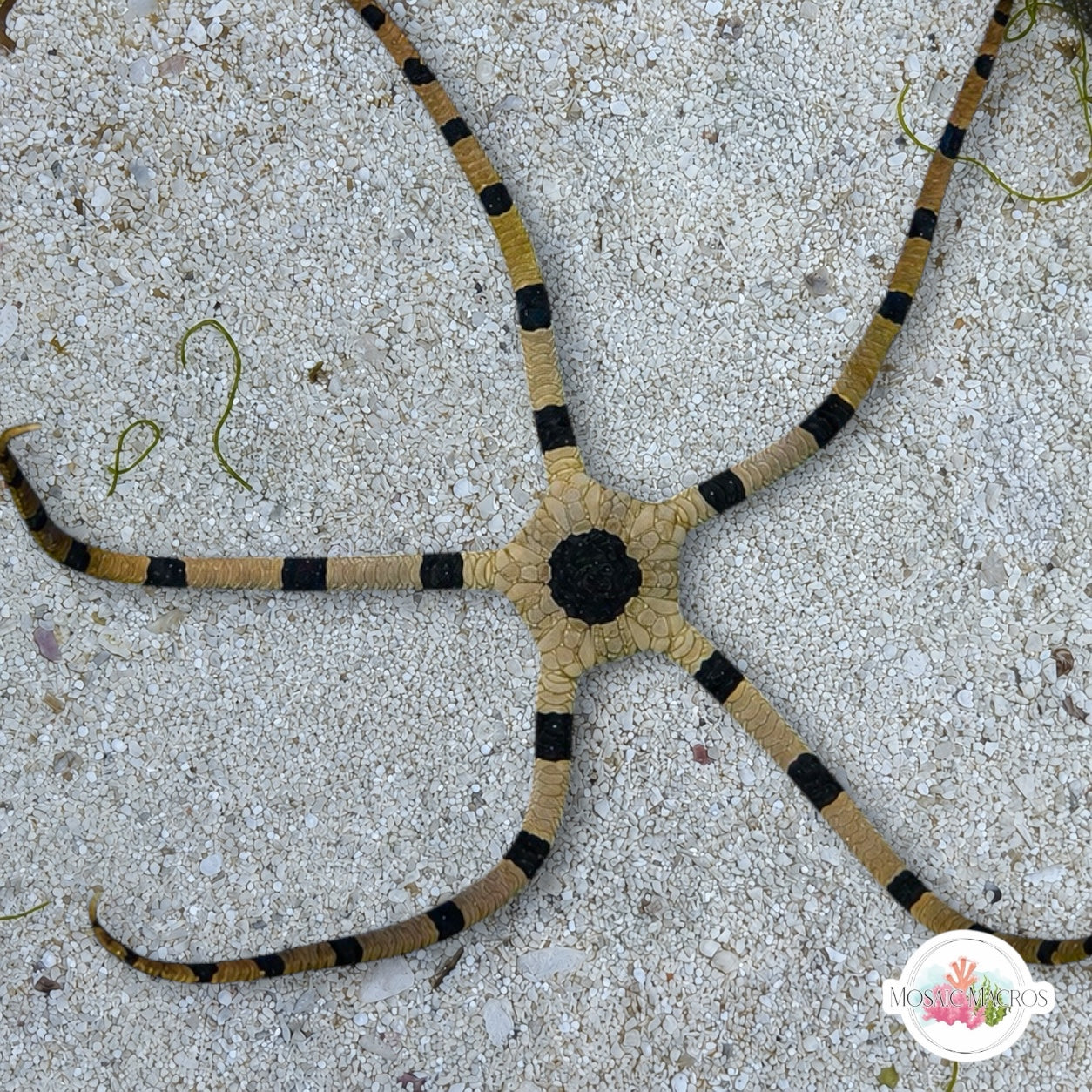 Zebra Serpent Star | Ophiolepis superba