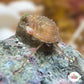 Stomatella Snail | Stomatella sp.
