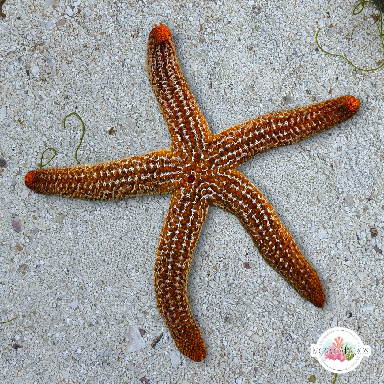 Indigo Ridge Reef Starfish | Echinaster spinulosus