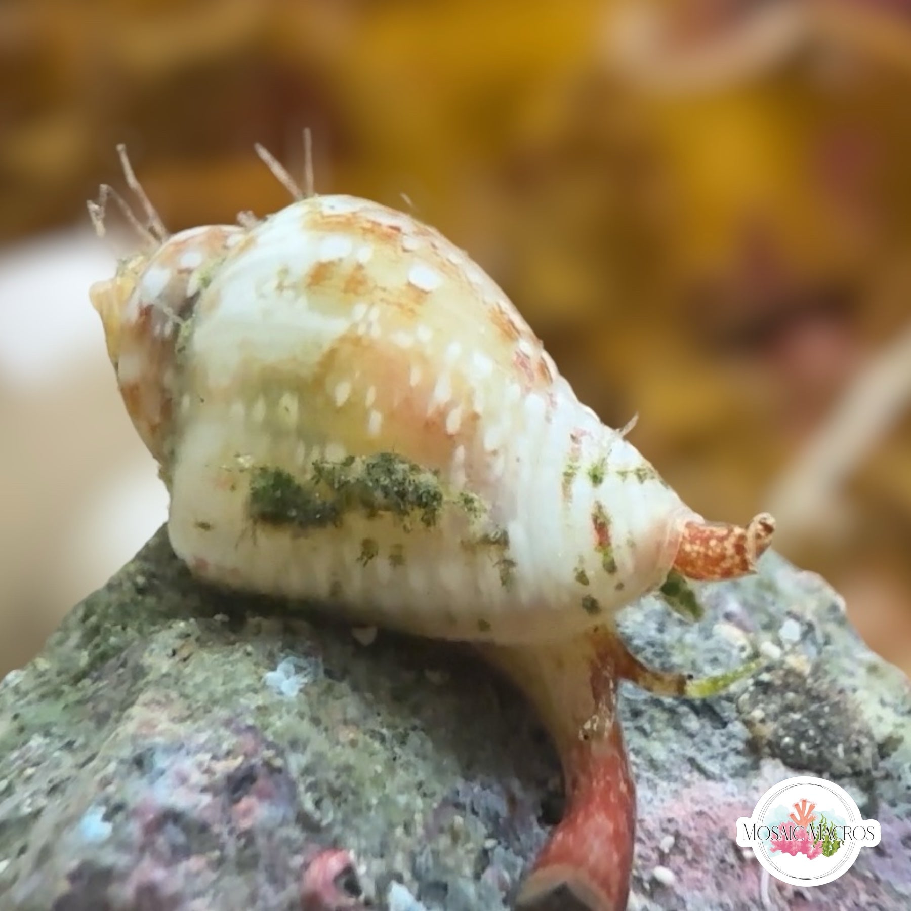 Dove Snail | Columbellid euplica – MosaicMacros