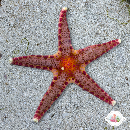 Ornate Starfish | Neoferdina insolita