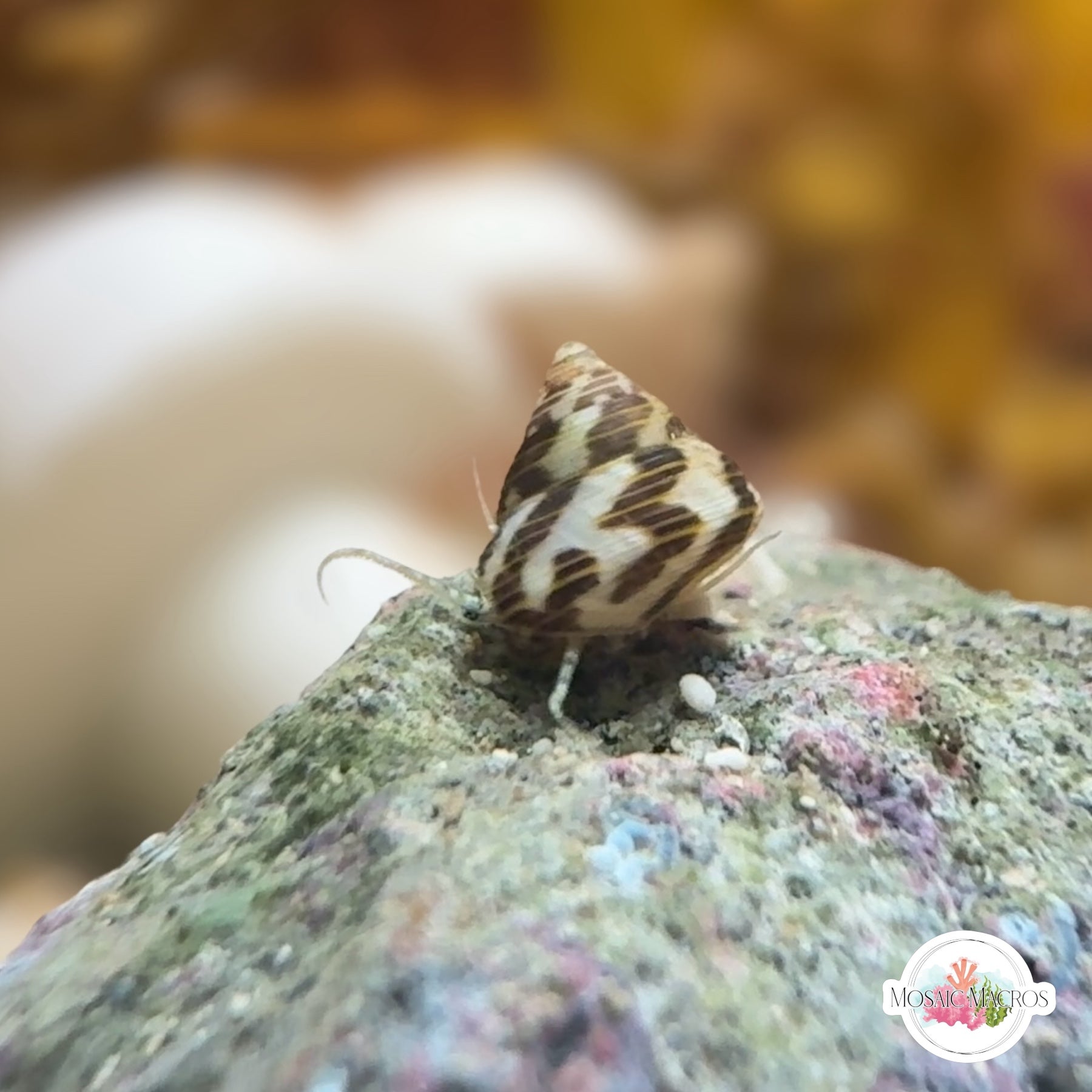 Marine Snails – MosaicMacros