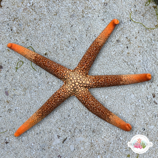 Pacific Jewel Starfish | Nardoa novaecaledoniae