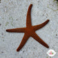 Orange Fromia Starfish | Fromia milleporella