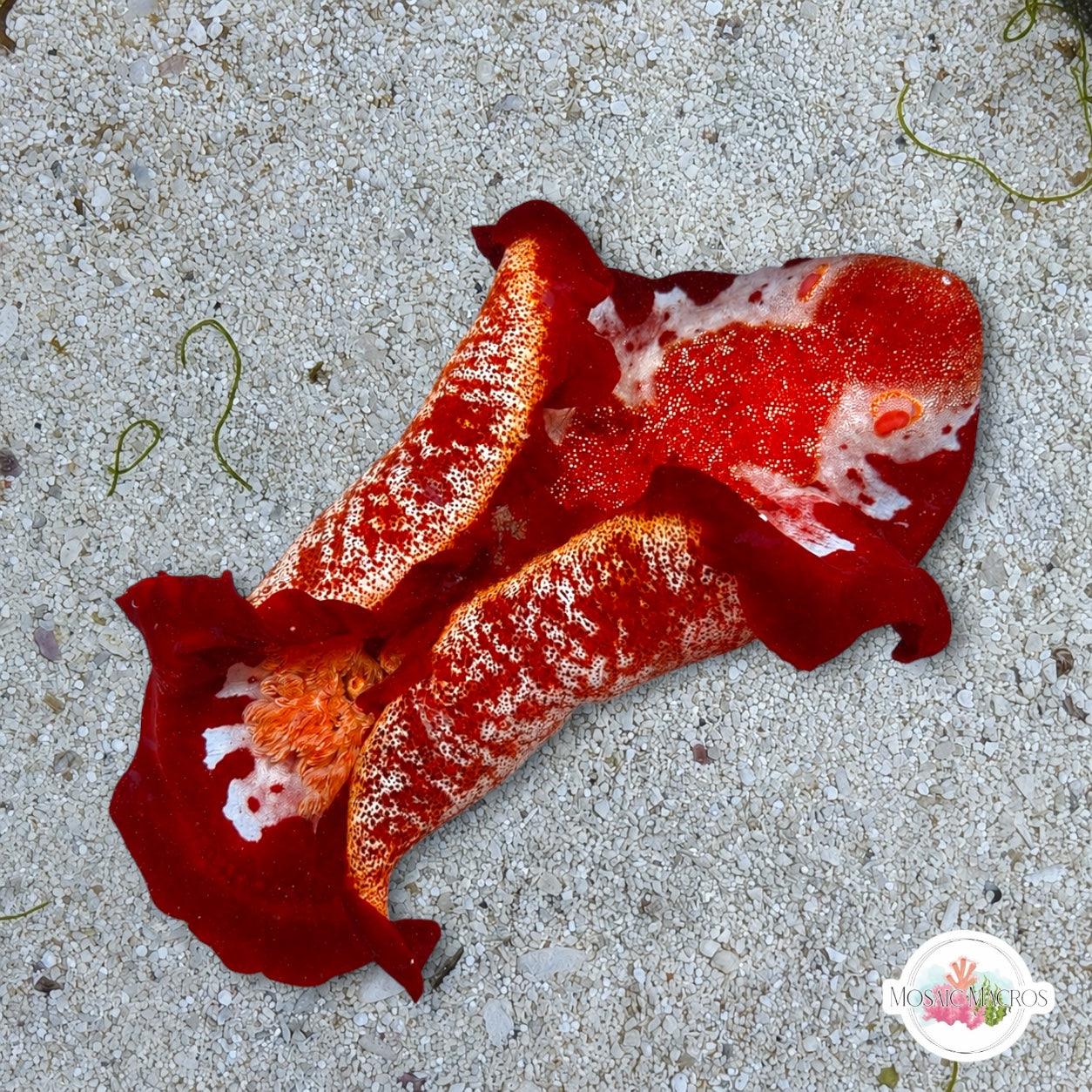 Spanish Dancer Nudibranch | Hexabranchus sanguineus