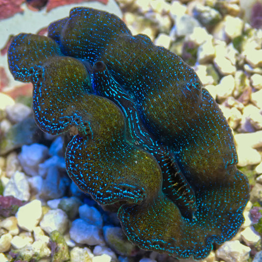 WYSWYG Blue Crocea Clam | Tridacna crocea