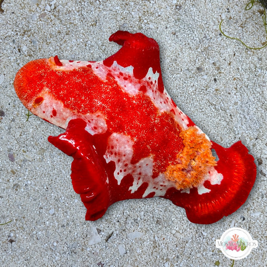 Spanish Dancer Nudibranch | Hexabranchus sanguineus