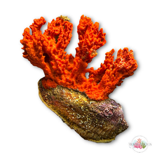 WYSWYG Orange Coral Sponge & Noah’s Ark Clam