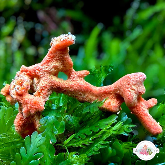 Orange Frilly Sponge | Unknown sp.