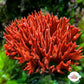 Red Beard Sponge | Clathria prolifera