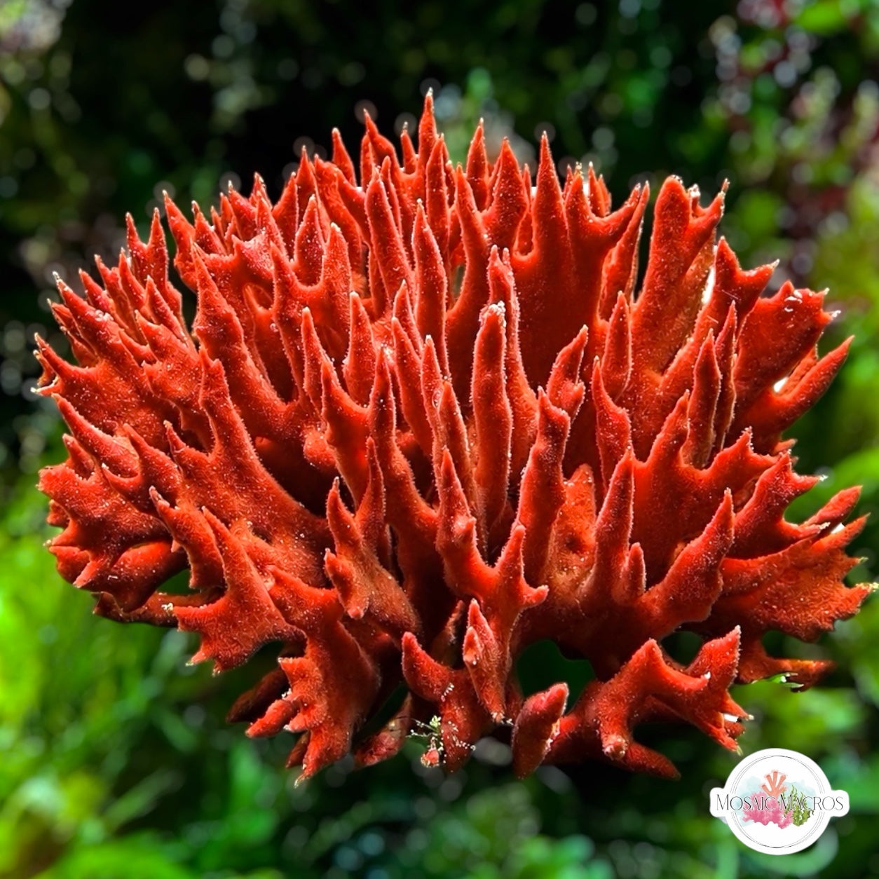 Red Beard Sponge | Clathria prolifera