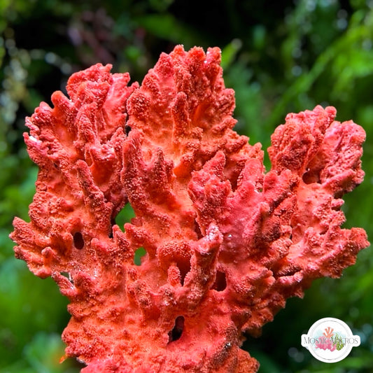 Orange Coral Sponge | Unknown sp.