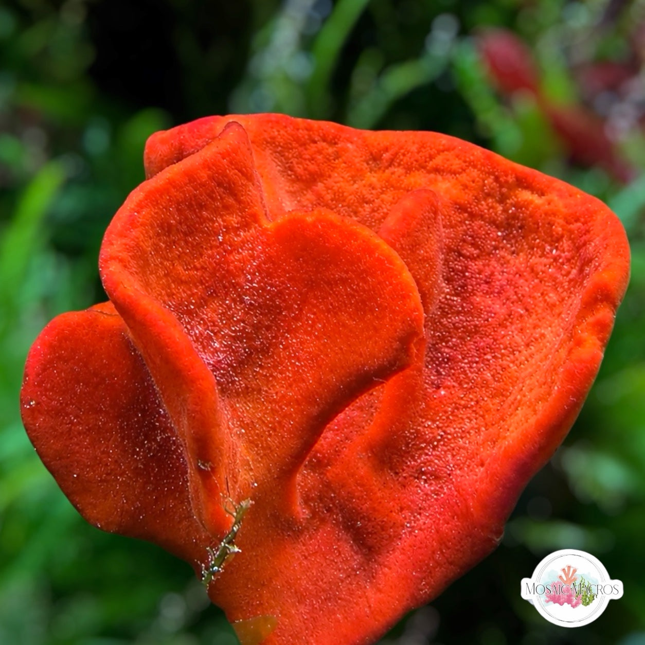 Orange Fan Sponge | Axinella sp.
