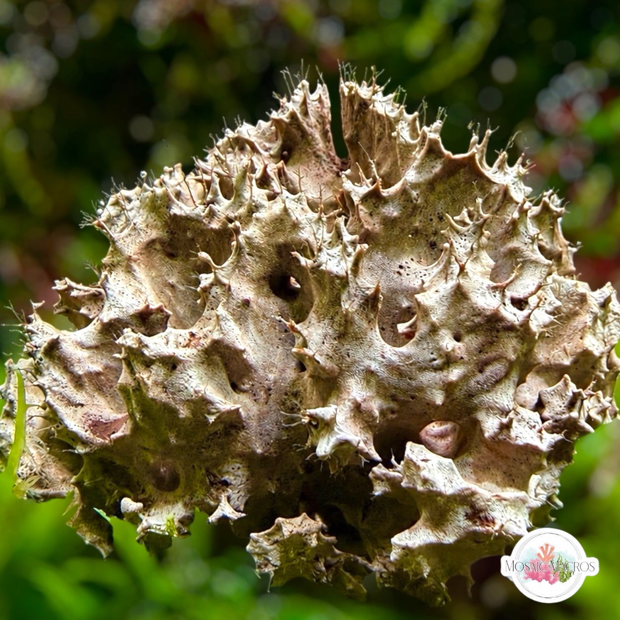 Chocolate Ruffled Sponge | Unknown sp.