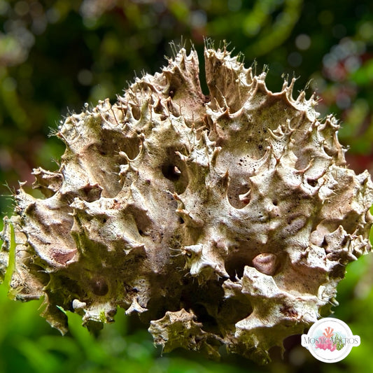 Chocolate Ruffled Sponge | Unknown sp.