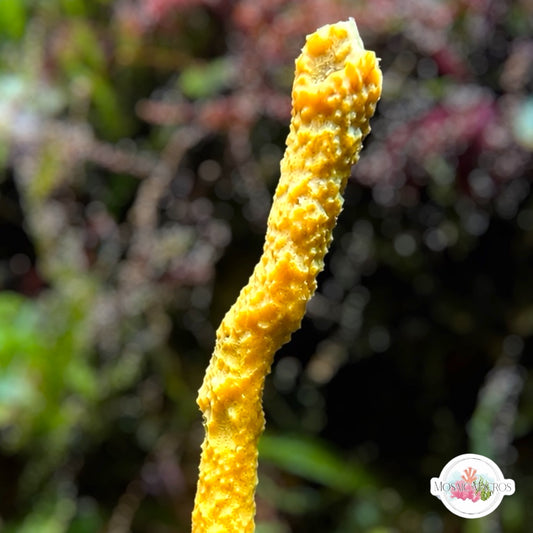 Yellow Rope Sponge | Unknown sp.