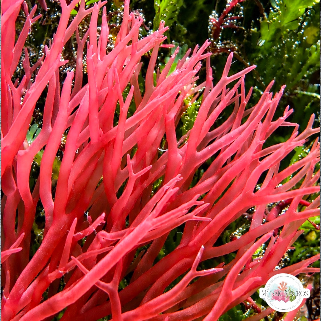 Serpent Tongue Macroalgae | Halymenia elongata
