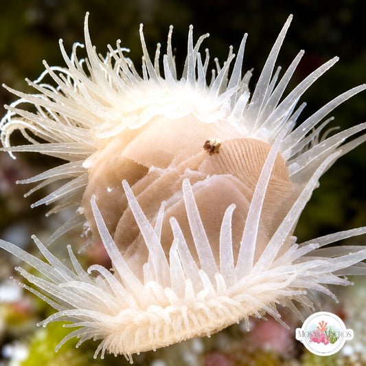 Angel Wing File Clam | Limaria pellucida