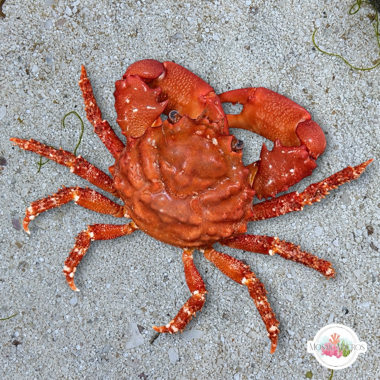 Ruby Mithrax Crab | Mithraculus forceps