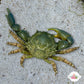 Emerald Mithrax Crab | Mithraculus sculptus