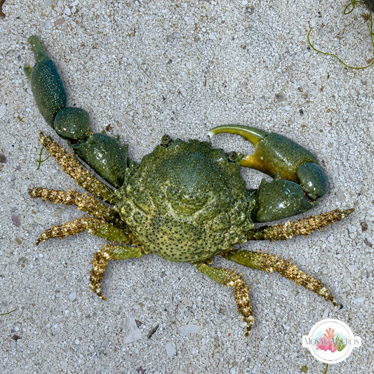 Emerald Mithrax Crab | Mithraculus sculptus