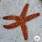 Conical-Spined Starfish | Echinaster sentus