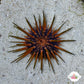 Reef Urchin | Echinometra viridis