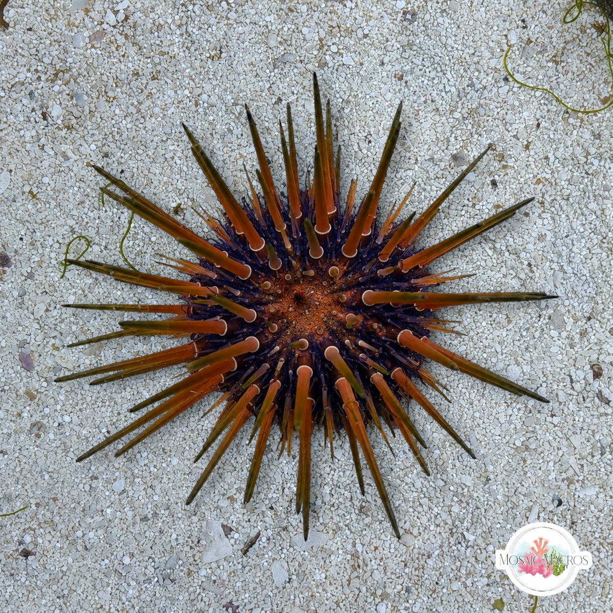 Reef Urchin | Echinometra viridis