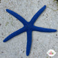 Blue Linckia Starfish | Linckia laevigata