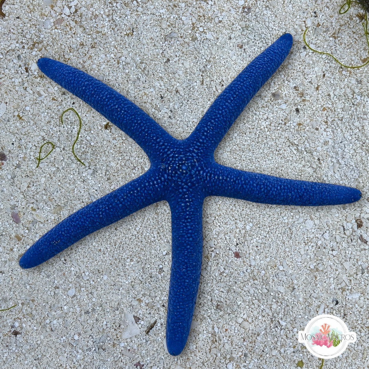 Blue Linckia Starfish | Linckia laevigata