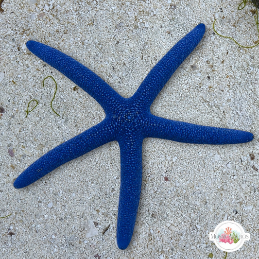 Blue Linckia Starfish | Linckia laevigata