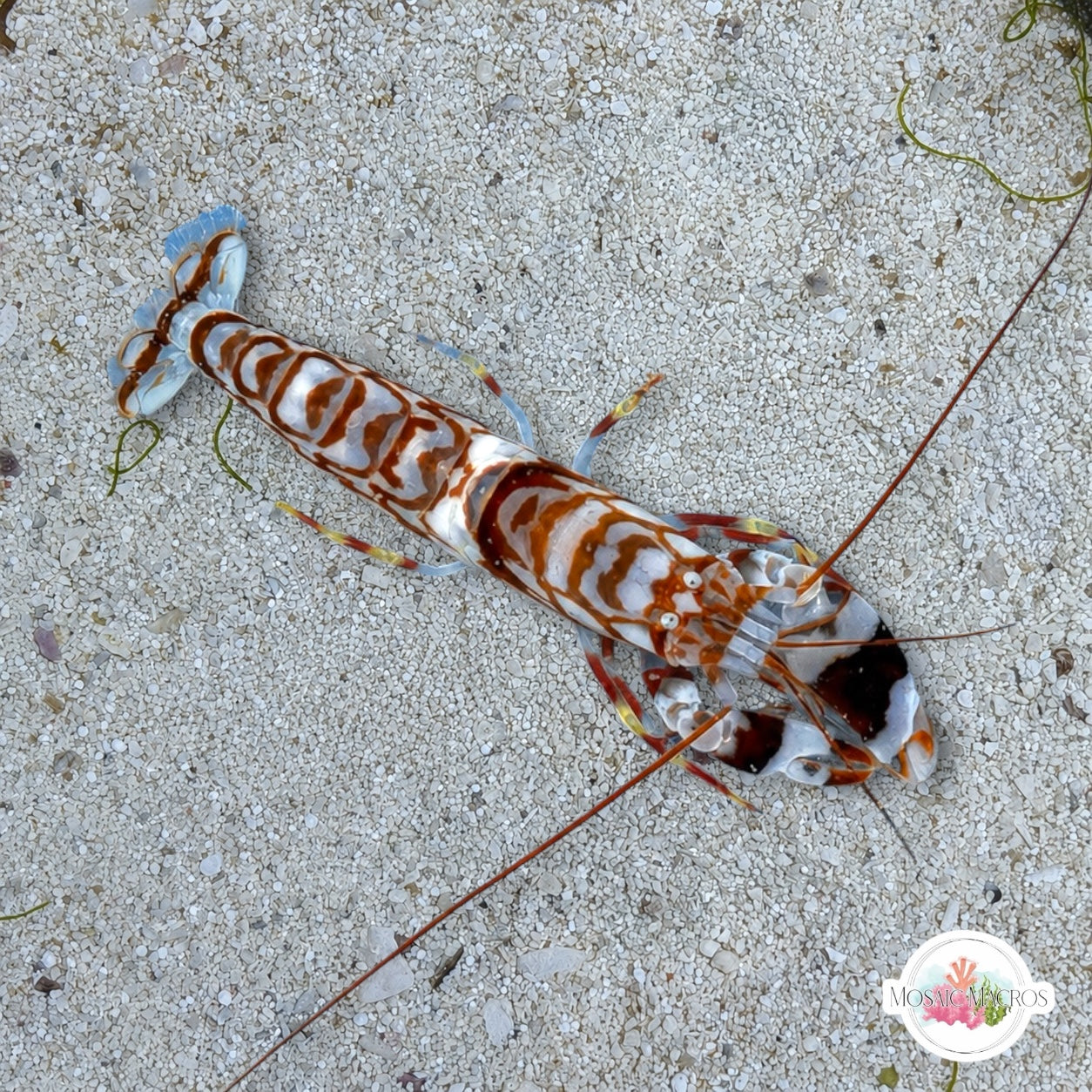 Tiger Pistol Shrimp | Alpheus bellulus