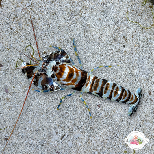 Banded Pistol Shrimp | Alpheus sp.