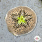 Cake Sand Dollar Urchin | Clypeaster humilis