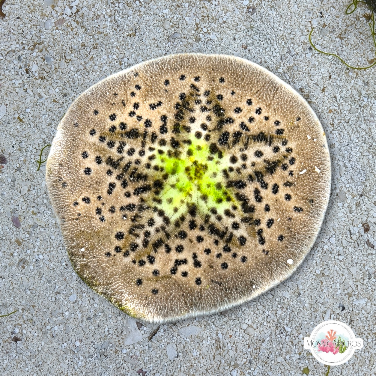 Cake Sand Dollar Urchin | Clypeaster humilis